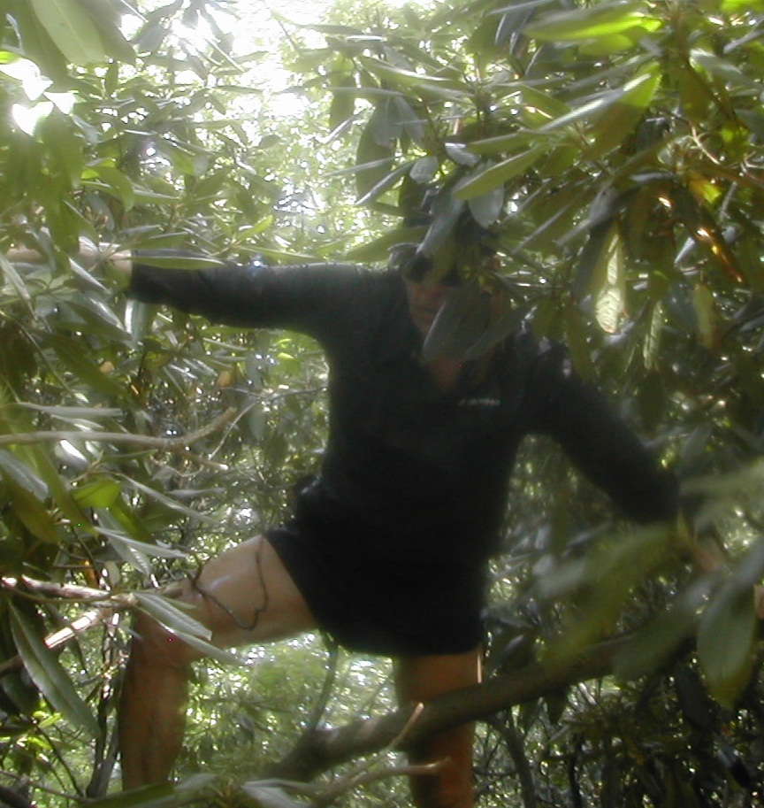 junglejam1.jpg